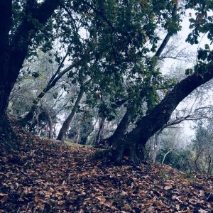 piana di ulivi lungo il sentiero CAI che collega Lerici a La Serra proseguendo per Fiascherino, Tellaro, Montemarcello.