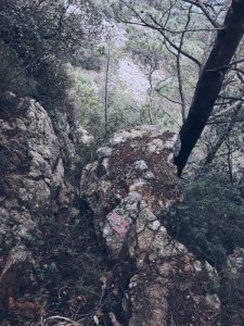 sentiero da Zanego a Tellaro. rocce ricoperte di aghi di pino ligure - location scout Italia - duzimage