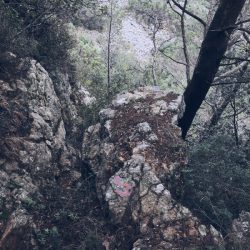 sentiero da Zanego a Tellaro. rocce ricoperte di aghi di pino ligure - location scout Italia - duzimage