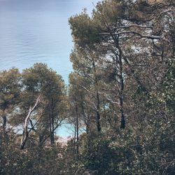 La Groppina nei pressi di Tellaro, vista dall'alto. Pini marittimi e mare sullo sfondo. Location Scout Italia - duzimage