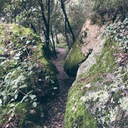 sentiero da Zanego a Tellaro che si snoda tra le rocce ricoperte di muschio - location scout Italia - duzimage