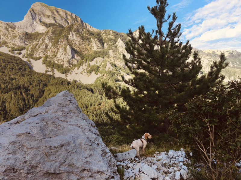 Cane su sentiero in montagna con sfondo parete est del Monte Sagro - Alpi Apuane