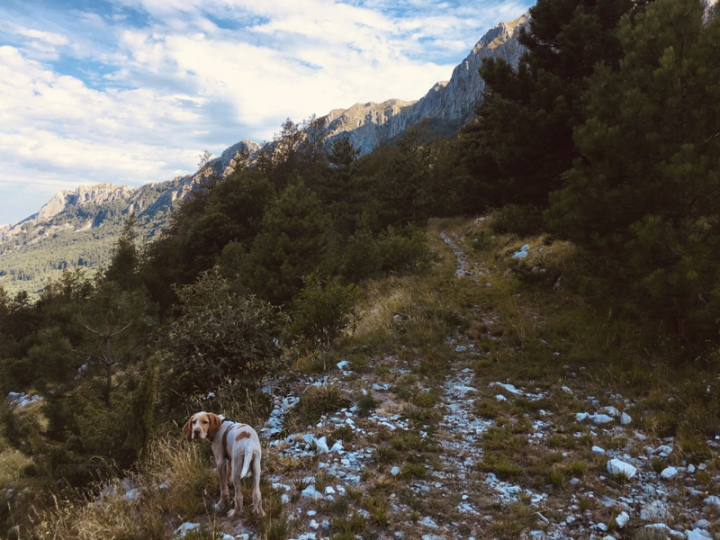 Cane su sentiero verso Monte Pizzo d'Uccello, Alpi Apuane