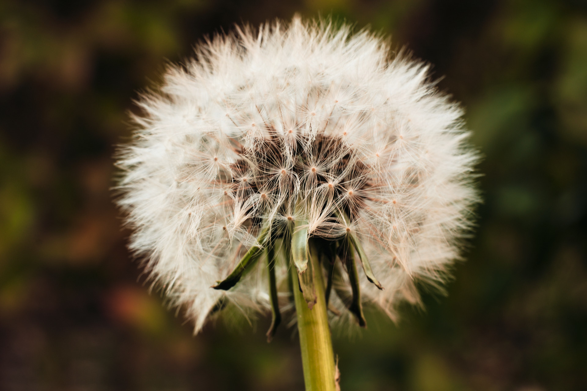 image of a flower post produced using a Capture One Pro 20 style called by duzimage "after the storm"